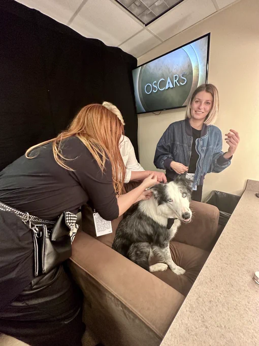 messi the black and white border collie is backstage getting his Oscars look camera-ready. he has a team of people working around him as he sits in an overstuffed brown chair and patiently waits for hair and makeup to wrap up.