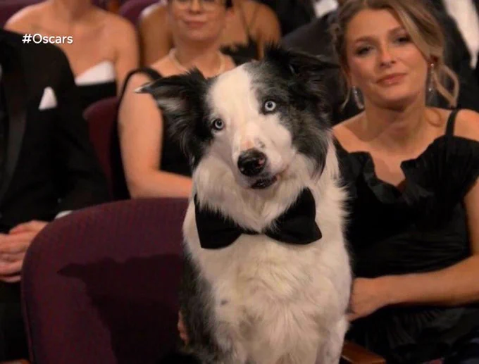 a black and white border collie with icy blue eyes cocks his head slightly to one side. he’s surrounded by people in formalwear, and he’s wearing a large black bowtie to fit in. his ears are floppy and his nose has a little swipe of pink on it.