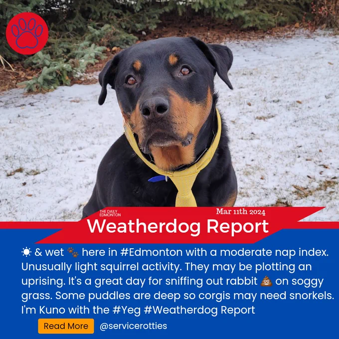 Kuno wearing a yellow necktie sitting in a field of melting snow. Below him is the daily Weatherdog Report 