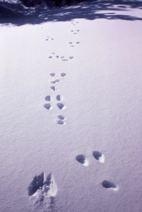 A line of people snowshoeing through the forest.  