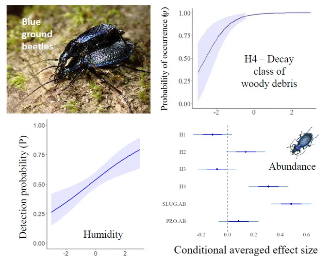 BGB habitat occupancy is more likely where there is lots of well decayed deadwood in mature areas of broadleaved woodland/temperate rainforest (top right). BGBs are found in greater numbers within forests where there is decayed deadwood and high numbers of slugs to prey on (bottom right), and are more active when humidity is high (bottom left).   