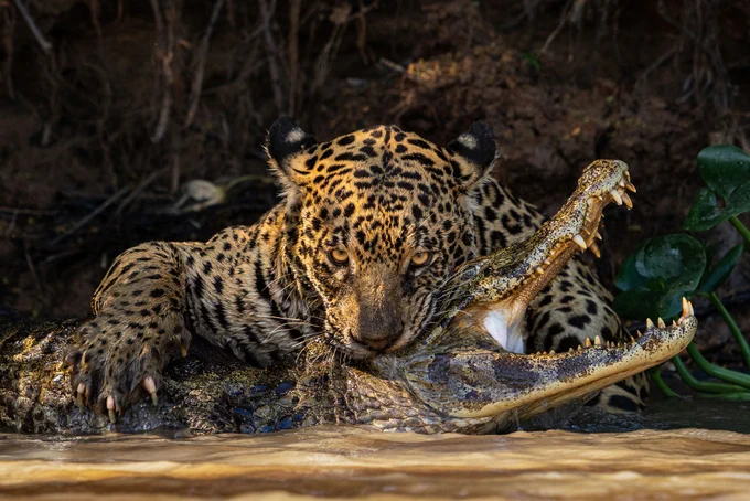 A jaguar bites down on the neck of a caiman on a riverbank.