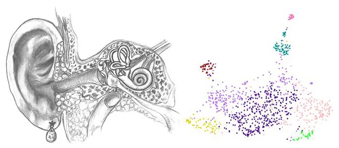 On the left, anatomy illustration of the human inner ear. On the right, a plot demonstrating the heterogeneity of utricle sensory epithelium with two sensory hair cell clusters and six supporting cell clusters. More details in the manuscript.
