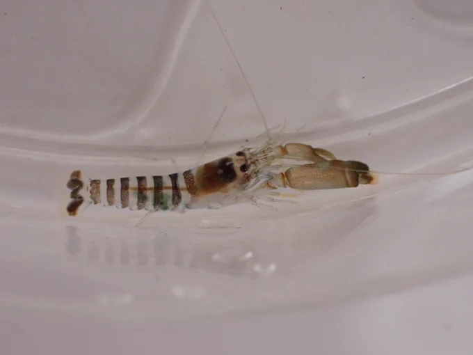 Snapping shrimp