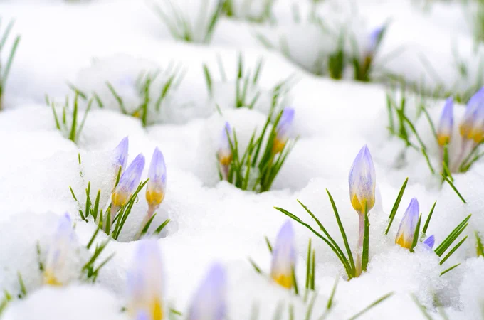 snow covered ground with green grass and purple blooms popping up through the snow