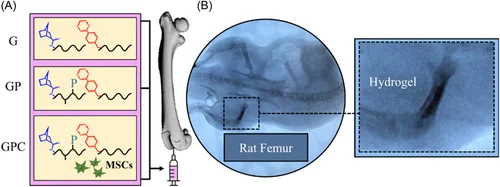 Experimental design. (A) Three hydrogel variants: hydrogel (G), hydrogel with DWIVA peptide (GP), and hydrogel with DWIVA peptide and MSCs (GPC) were injected into hollowed rat femurs through the intercondylar notch. (B) Representative x-ray micrographs show the hydrogel remains in the injection site (trabecular space within the femur shaft) for at least 1-week post injection.