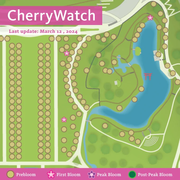 A map of Brooklyn Botanic garden showing several garden areas. The map shows many kinds of cherry trees, stylized as dots. The vast vast majority aren't blooming yet, as indicated by the key on the bottom of the graphic.