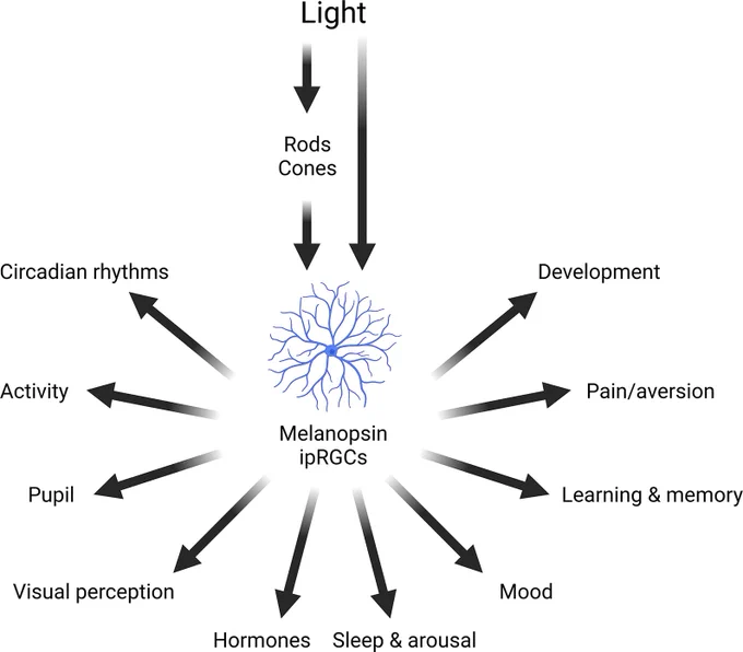 Diagram showing the effects of light on mammalian physiology and behavior. 