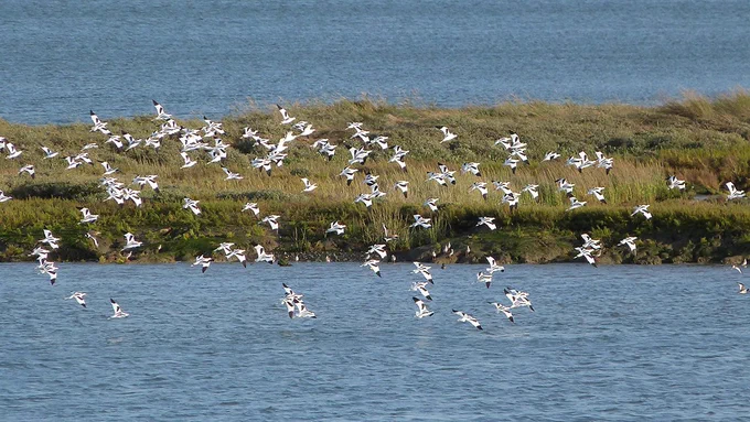 Avocets in flight over saltmarsh in Maldon District, Essex