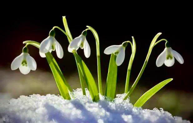 Photograph of snowdrop flowers