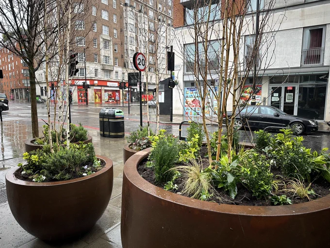 New tree and plants in pots.
