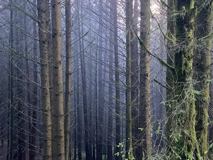 The sun peeping through the tall slender pine trees at Gisburn Forest.