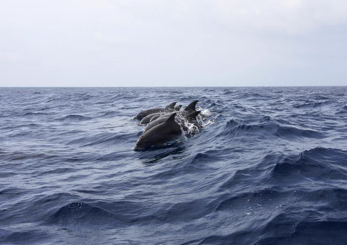 A colour photograph of a small group of dolphins swimming on the surface.