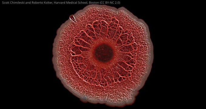coral coloured and textured pseudomonas bacterial biofilm on black background