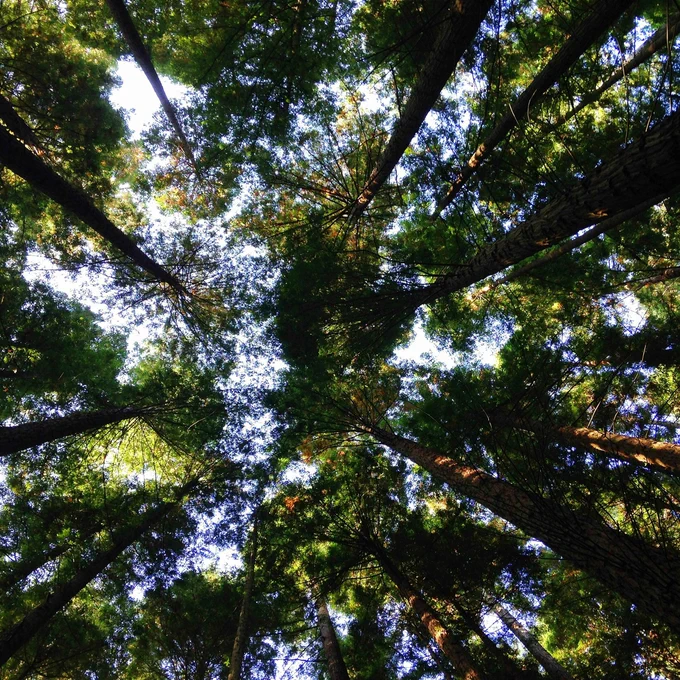 low-angle photography of tall tress during daytime
