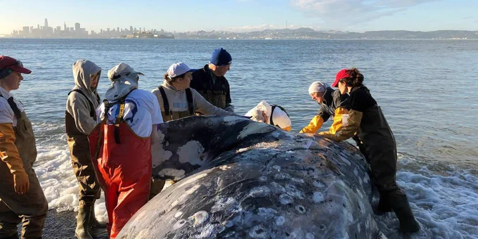 A team from The Marine Mammal Center completes a necropsy on a gray whale stranded at
Angel Island State Park, California, May 12, 2019. Credit: Cara Field/The Marine Mammal
Center taken under NOAA Fisheries Permit 18786-03.