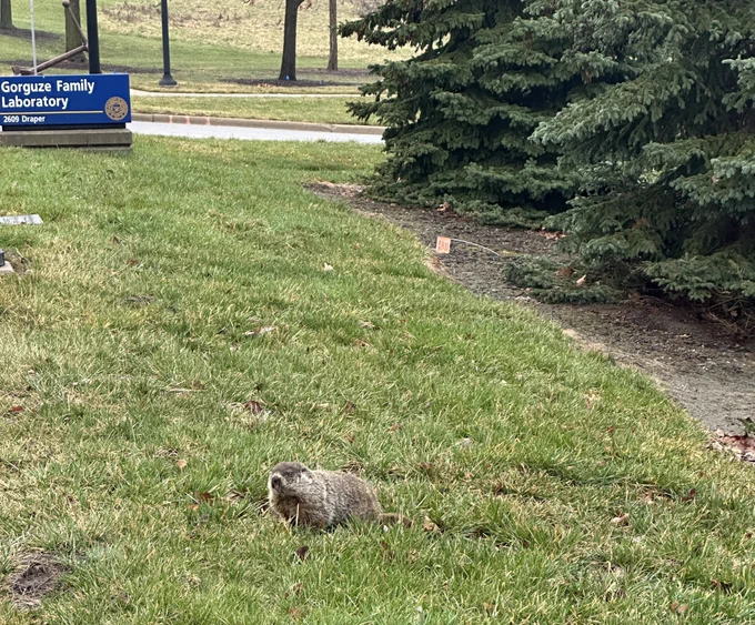 A friend (woodchuck) sitting in grass in front of sign