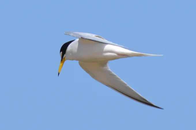 An adult Little Tern (Sternula albifrons) flies over the breeding colony against a blue sky at Gronant, North Wales. 