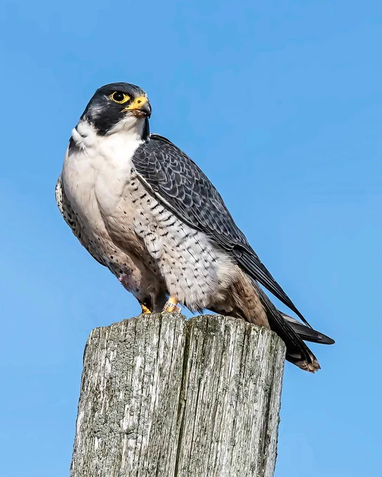 Peregrine Falcon