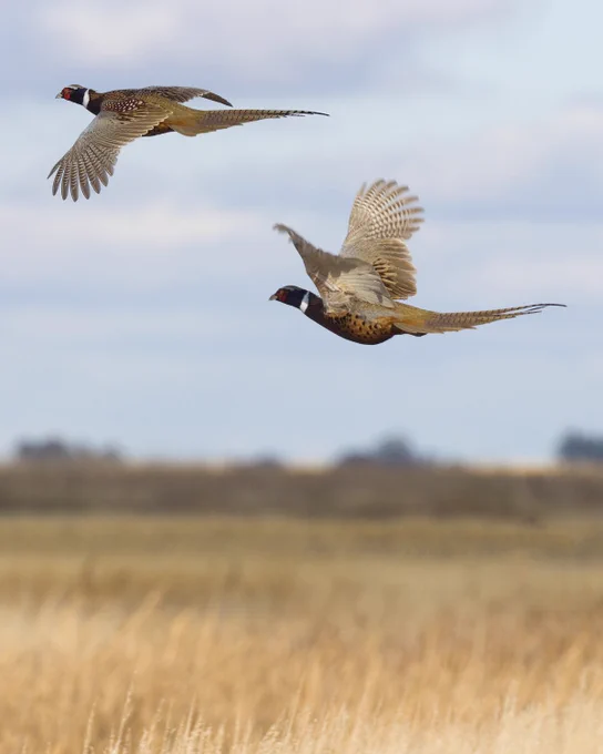 Two male pheasants in flight over a field