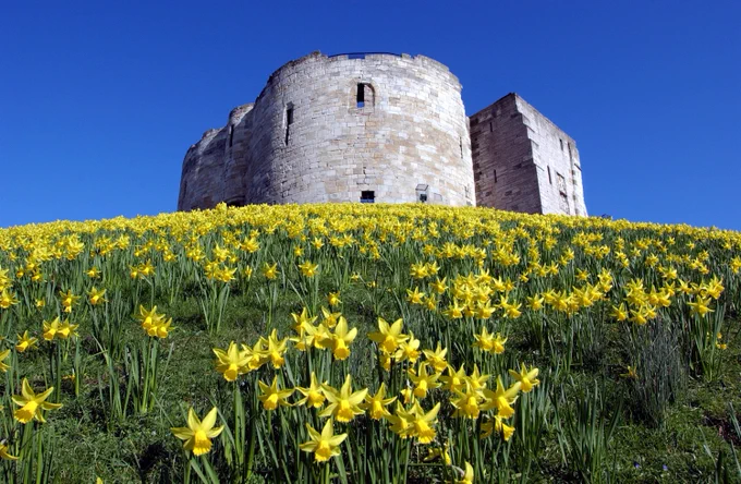 Clifford's Tower against a bright blue sky with yellow daffodils in flower in front of the tower