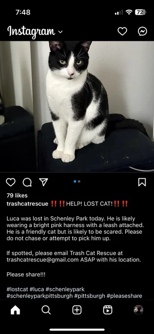 A screenshot of an Instagram post featuring a black and white tuxedo cat who was lost in Schenley Park, Pittsburgh PA, wearing a pink harness and leash. Contact trashcatrescue@gmail.com if seen!!
