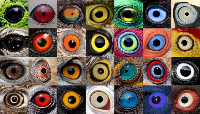 A sampling of the diversity of bird iris colors. 1st row: Yellow-bellied Tanager, Red-throated Loon, Bank Cormorant, Green Heron, Spot-billed Toucanet, Crested Oropendola, Northern Gannet; 2nd row: Three-streaked Tchagra, Great Antshrike, Painted Buttonquail, Short-eared Owl, Green-billed Toucan, White Ibis, Wire-tailed Manakin; 3rd row: Red-tailed Hawk, Philippine Frogmouth, Eurasian Eagle-Owl, Sharp-shinned Hawk, Double-crested Cormorant, Brown Cuckoo-Dove, Acorn Woodpecker; 4th row: Greater Roadrunner, Crested Guan, Black-capped Donacobius, Dalmatian Pelican, Brandt’s Cormorant, Satin Bowerbird, King Vulture. Photos by Oscar Johnson, Bryan Calk, Peter Ryan, Gregory Ashmore, Caio Brito, Nathan Rupert, Colin Dixon, Ngulia Ringing Project, Diego Cueva, Ramit Singal, Mark Schultz, Shannon O’Shea, Marquette Mutchler, Mason Maron, Rich Lindie, westshorewalk22, Timothy Krieder, David C. Simon, Nathan Dubrow, Brian Dandridge, Sharif Uddin, Terence Alexander and Daniel Parent.