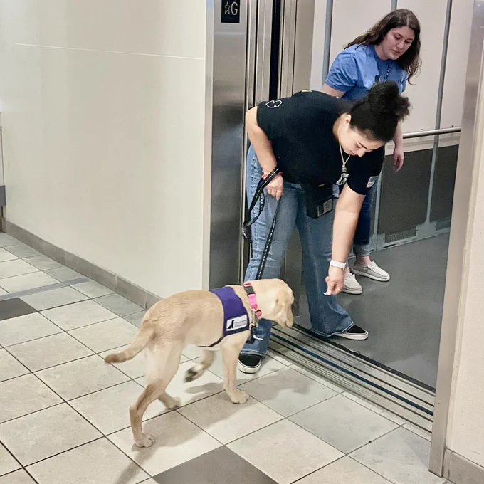 A yellow labrador retriever puppy properly enters an elevator