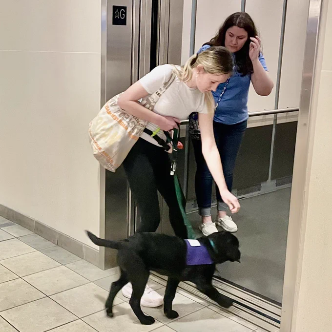 A black Labrador retriever puppy properly enters an elevator