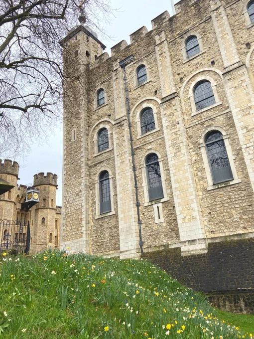 daffodils and long grass in front of the White Tower 
