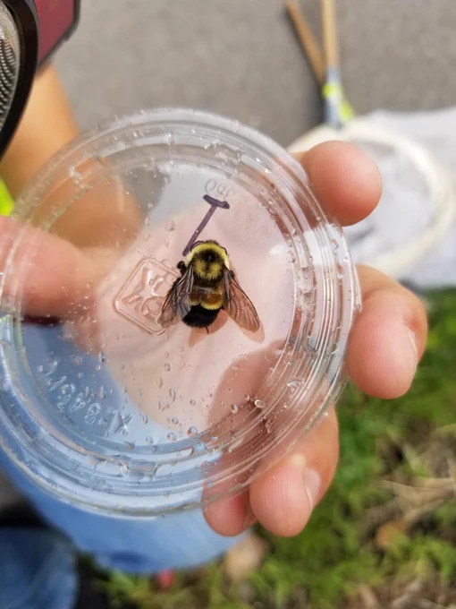 Co-author Luke Tonsfeldt holding an endangered rusty patched bumble bee (Bombus affinis) found in a roadside (image credit Ashley Darst)