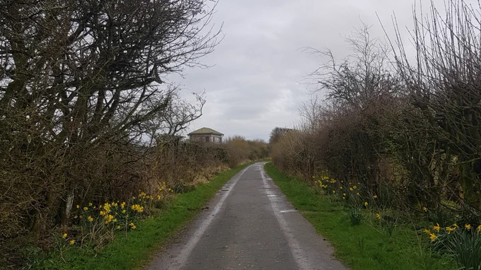 a view down the lane. the sky is grey. you can see the Peter Scott Observatory emerging from behind the hedge in the distance. the path is lined with bright yellow daffodils. 