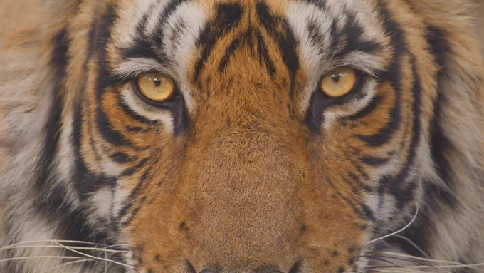 A close up image of a tiger's face, showing the eyes and facial markings. The tiger stares straight down the lens.