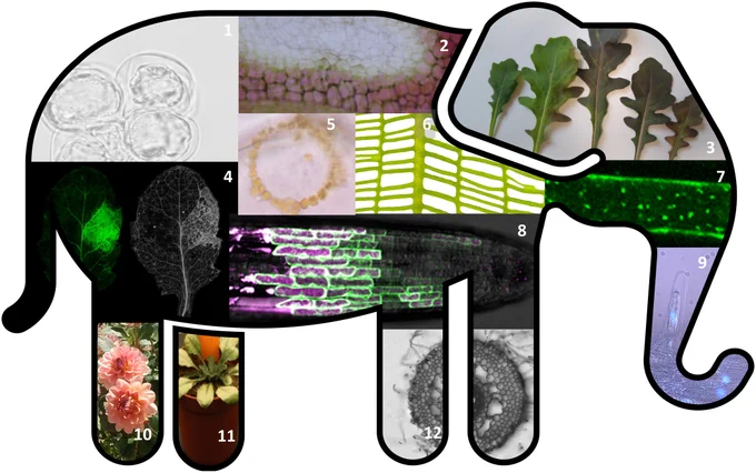 Images of plant programmed cell death research highlight the diversity of experimental systems used by participants of the meeting in Dublin. Image credits: J. Kacprzyk, A. H. L. A. N. Gunawardena, H. J. Rogers, Nerea Ruíz-Solaní from N. S. Coll's lab, S. B. Tattrie from A. H. L. A. N. Gunawardena's lab, A. H. L. A. N. Gunawardena, D. C. Bassham, M. K. Nowack, Johanna Schwarze from J. Kacprzyk's lab, H. J. Rogers, F. Van Breusegem, Orla Sherwood from J. Kacprzyk's lab.