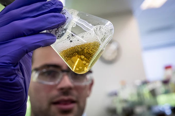 Hill-Maini assesses a liquid culture of fungi that he is investigating as a meat alternative.