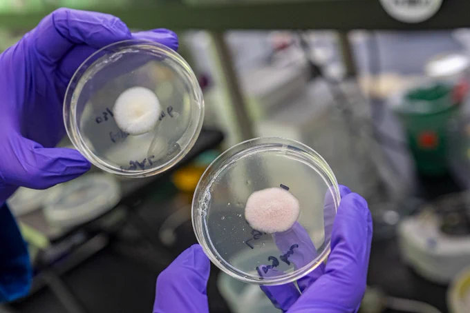 Hill-Maini is working to unlock the richly diverse genomes of fungi to engineer them into meat alternatives. He holds up petri dishes of growing fungi, the one on the left is the original mold, the right has been engineered using the team's new CRISPR-Cas9 toolkit.