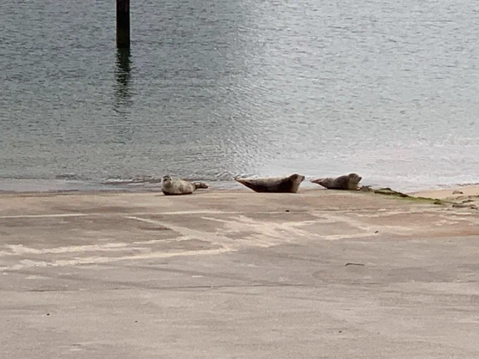 3 jonge zeehonden