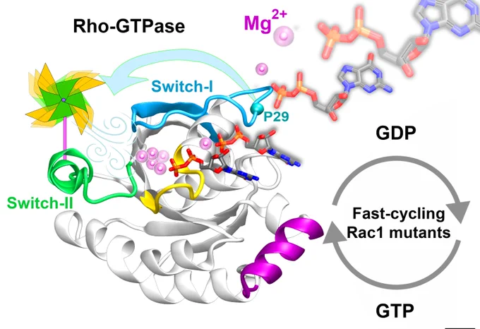 Rho-GTPases proteins function as molecular switches alternating from an active to an inactive state upon Guanosine triphosphate (GTP) binding and hydrolysis to Guanosine diphosphate (GDP). Among them, Rac subfamily regulates cell dynamics, being overexpressed in distinct cancer types. Notably, these proteins are object of frequent cancer-associated mutations at Pro29 (P29S, P29L, and P29Q). To assess the impact of these mutations on Rac1 structure and function, we performed extensive all-atom molecular dynamics simulations on wild-type (wt) and oncogenic isoforms of this protein in GDP- and GTP-bound states. Our results unprecedentedly elucidate that P29Q/S-induced structural and dynamical perturbations of Rac1 core domain weaken the binding of the catalytic site Mg2  ion, and reduce the GDP residence time within protein, enhancing the GDP/GTP exchange rate and Rac1 activity. This broadens our knowledge of the role of cancer-associated mutations on small GTPases mechanism.
