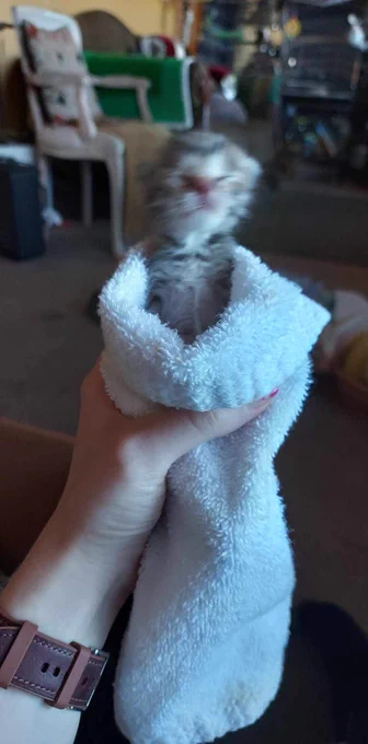 A 4-day old kitten with eyes shut wrapped up in a white towel held up like a burrito. Image is blurry because cat moved. 