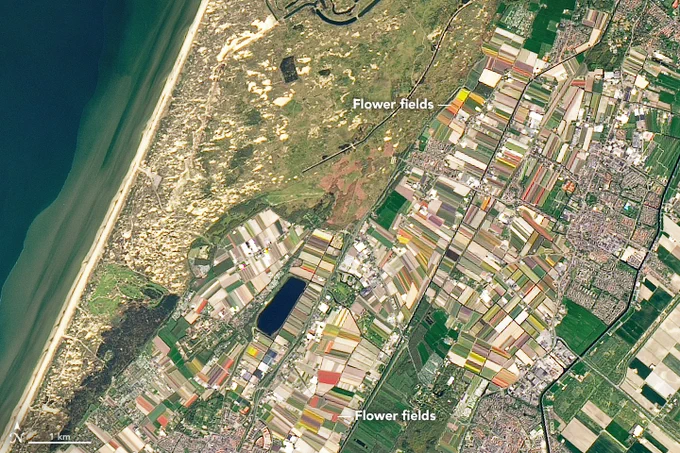 Satellite image of the Keukenhof Garden in the Netherlands. A mosaic of multi-colored rectangles pops against a mostly green and brown landscape. Some of the bright orange rectangles are tulip blooms seen from space.