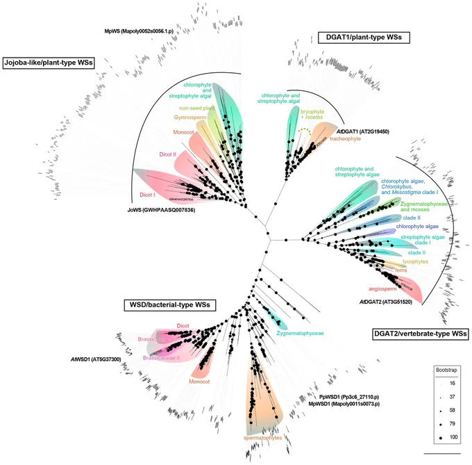 Bifunctional wax ester synthase/acyl-CoA:diacylglycerol acyltransferase/bacterial-type wax ester synthases are encoded by single loci in M. polymorpha and P. patens. 