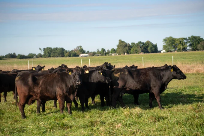 Cattle in a field