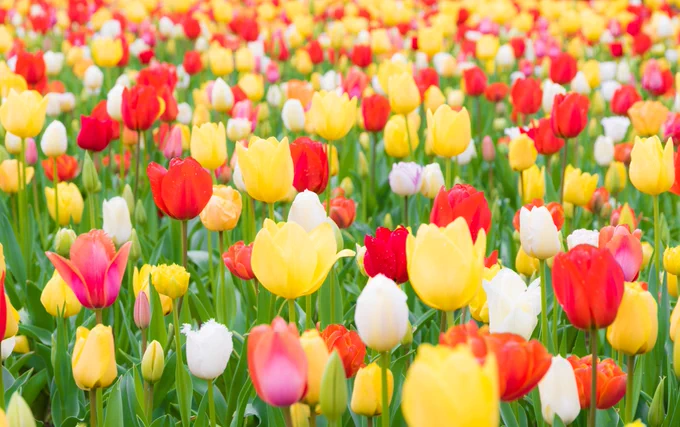 A field of pink, yellow, white and red tulips.