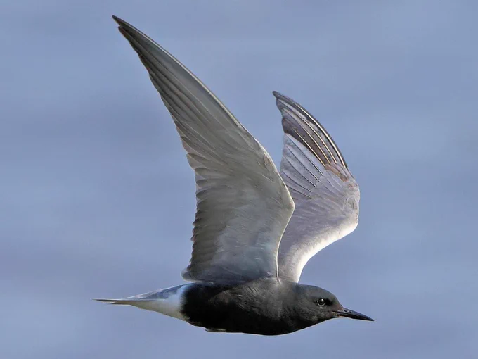 https://www.allaboutbirds.org/guide/Black_Tern/photo-gallery