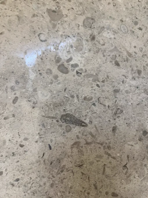 Gastropods and bivalves in limestone.