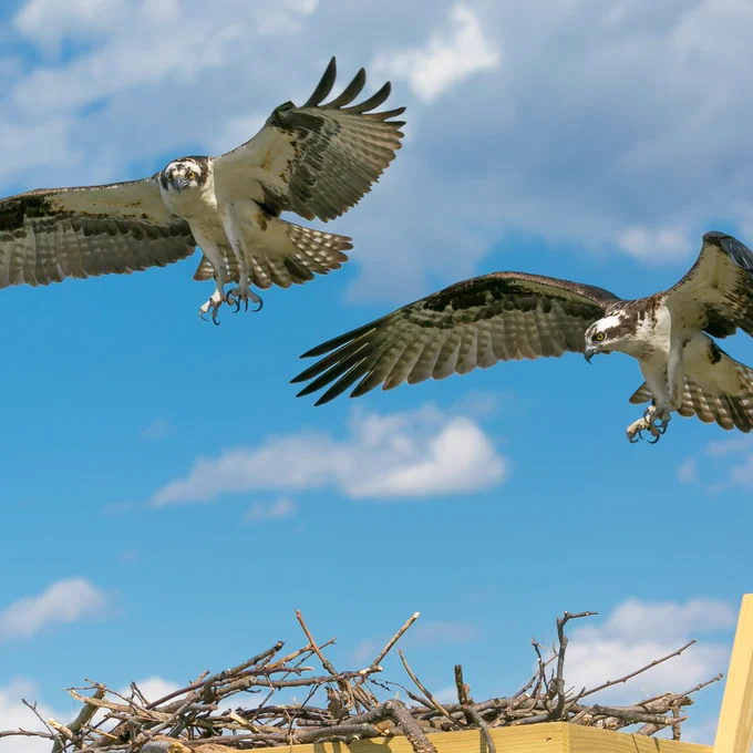 Two ospreys flying to a nest