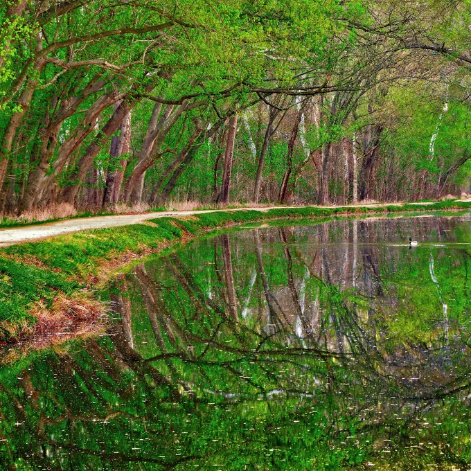 Trees reflected in the water