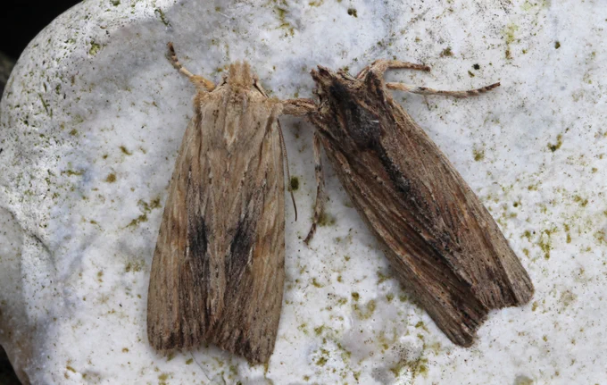 Pale Pinion (left) & Tawny Pinion (right)