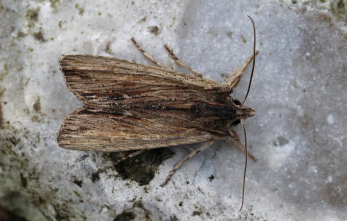 Tawny Pinion