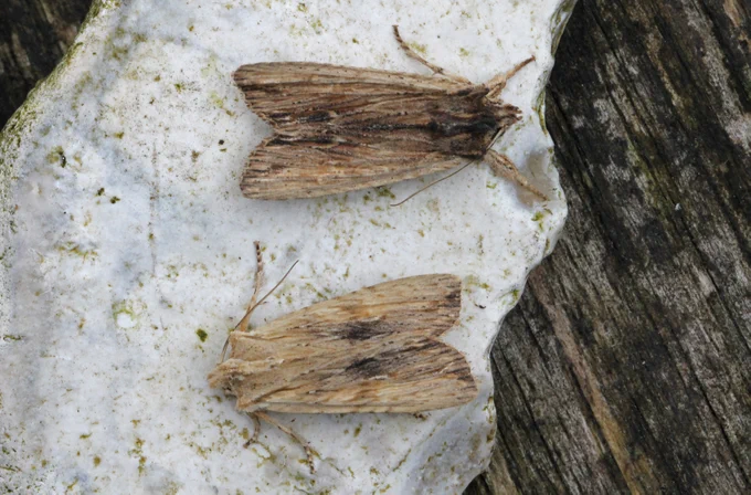 Tawny Pinion (top) & Pale Pinion (bottom)